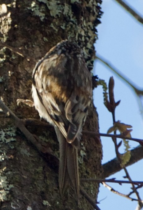 Brown Creeper - ML631632911