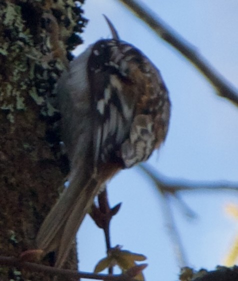 Brown Creeper - ML631632912