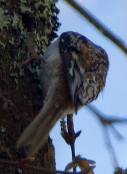 Brown Creeper - ML631632913