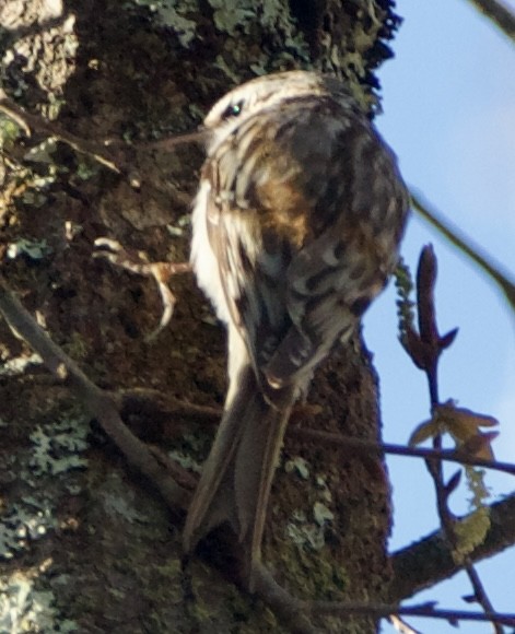 Brown Creeper - ML631632914