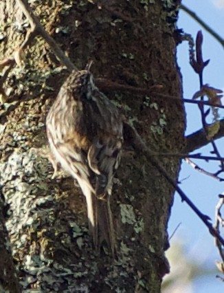 Brown Creeper - ML631632915