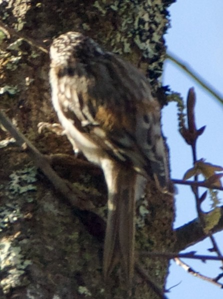 Brown Creeper - ML631632916