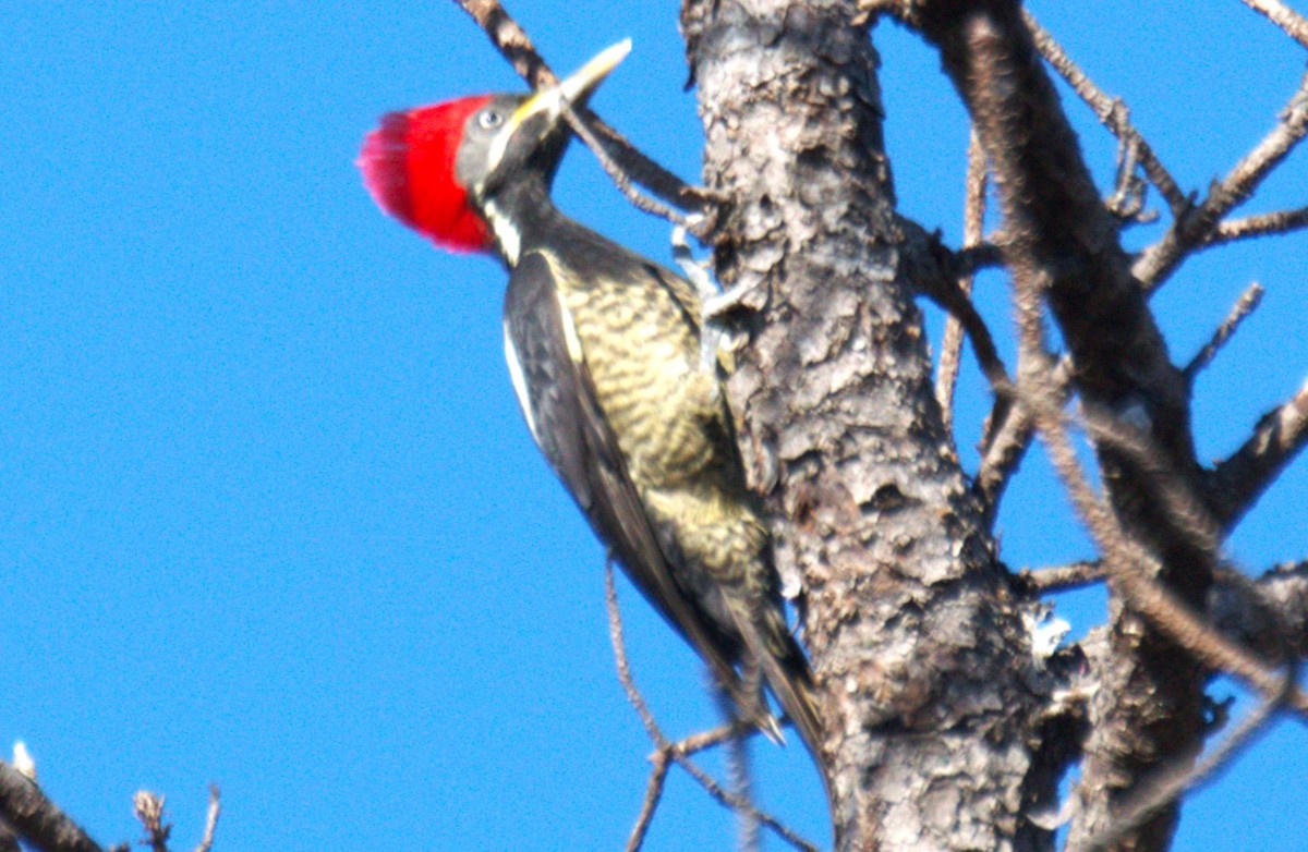 Lineated Woodpecker - ML631632991
