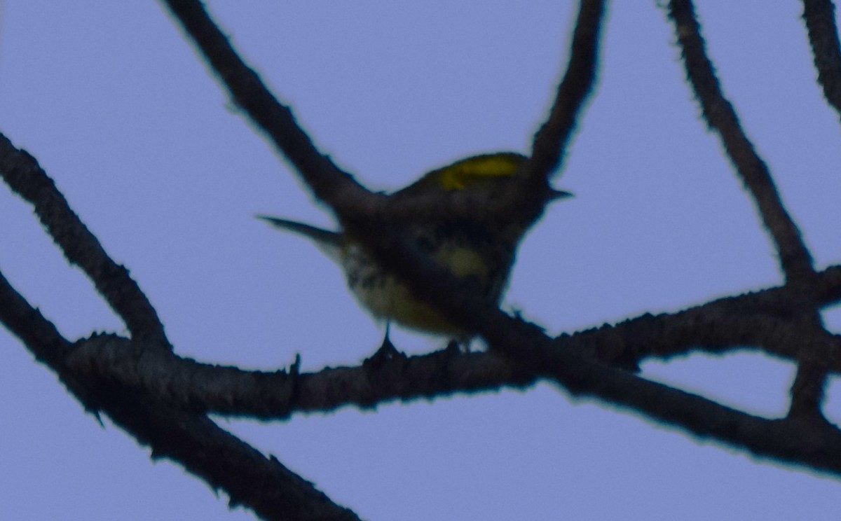 Black-throated Green Warbler - ML631633055
