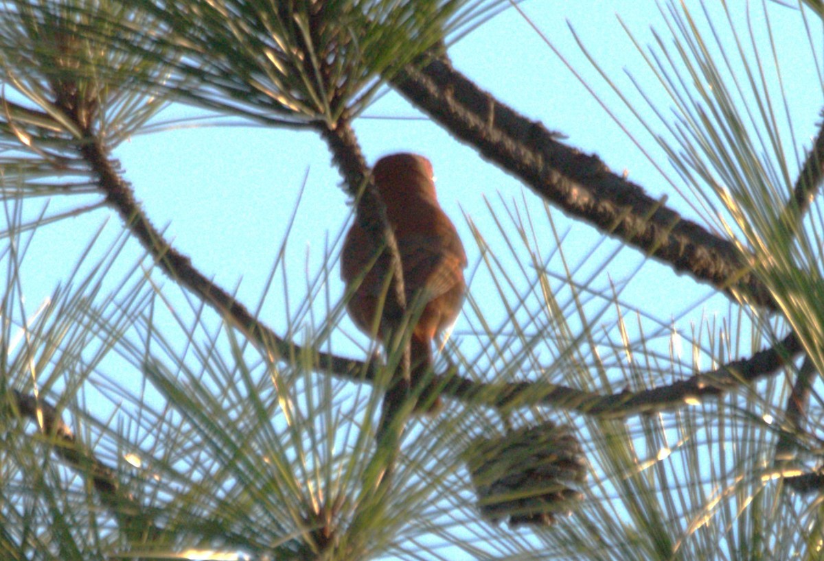 Hepatic Tanager - ML631633061