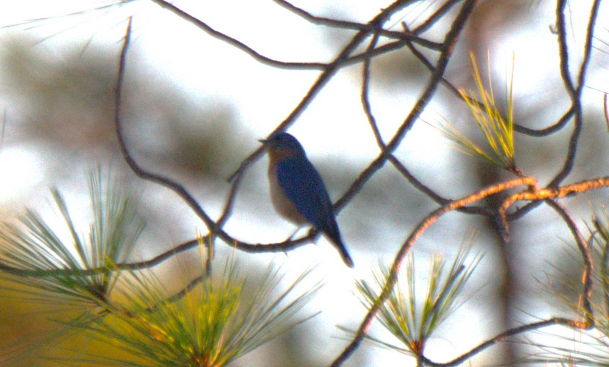 Eastern Bluebird - ML631633115