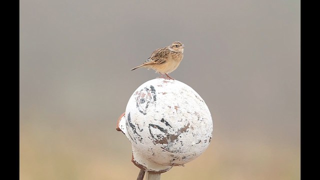 Singing Bushlark - ML631633171