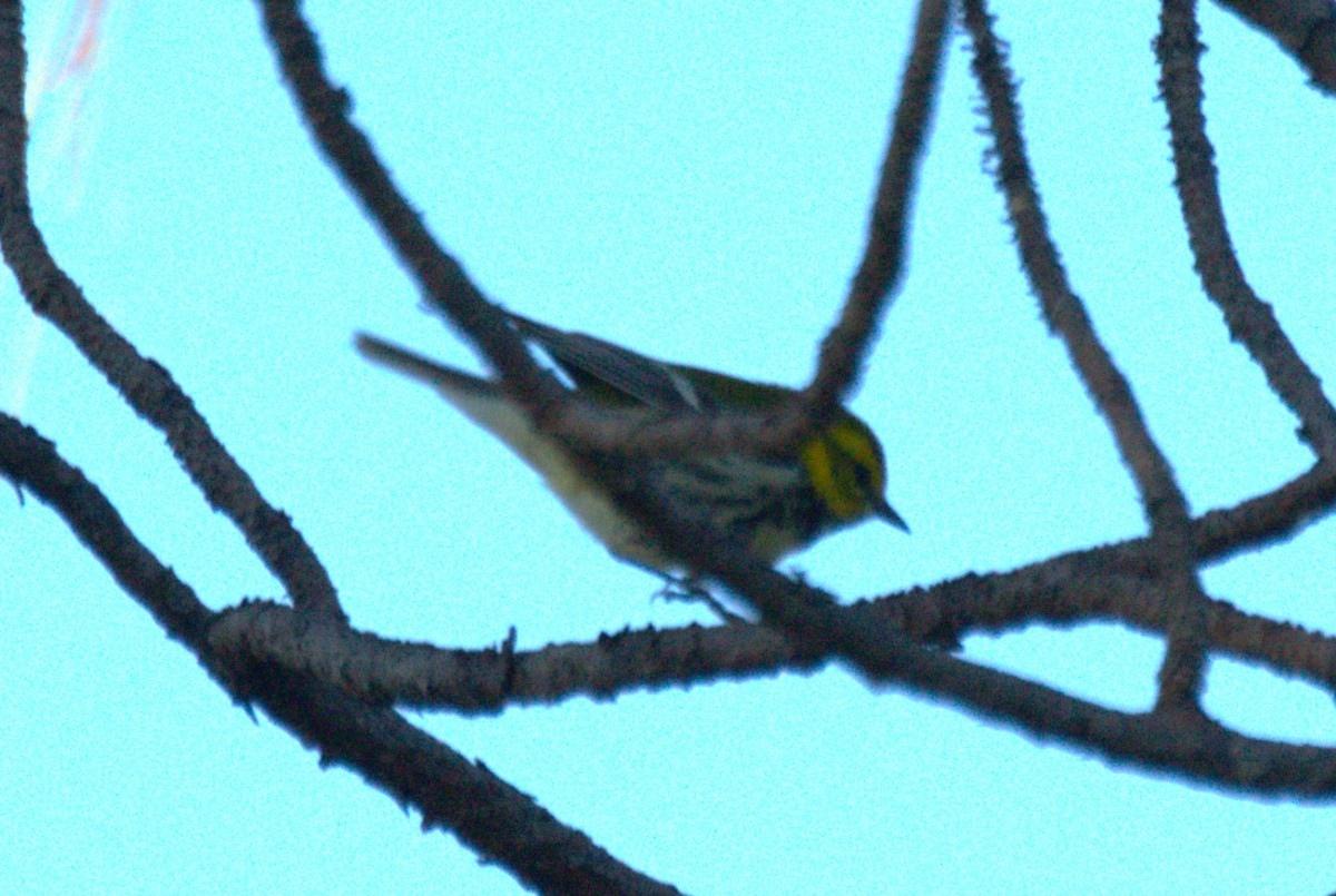 Black-throated Green Warbler - ML631633180