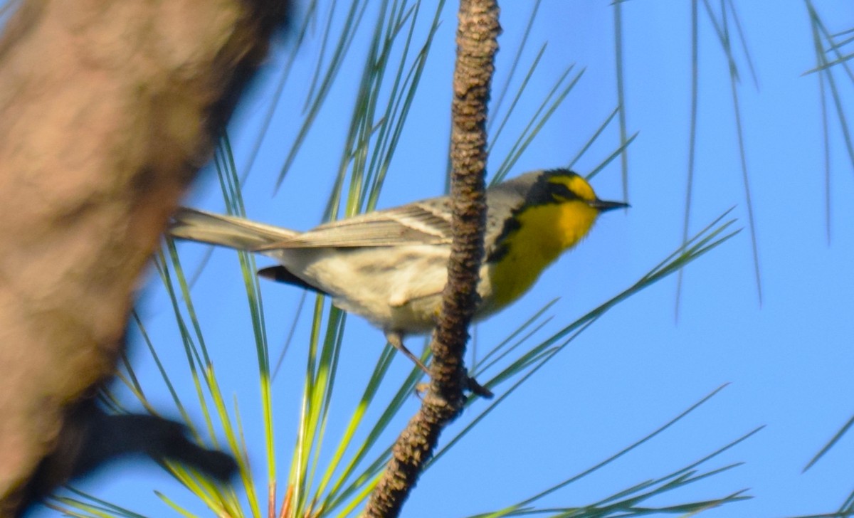 Grace's Warbler - ML631633245