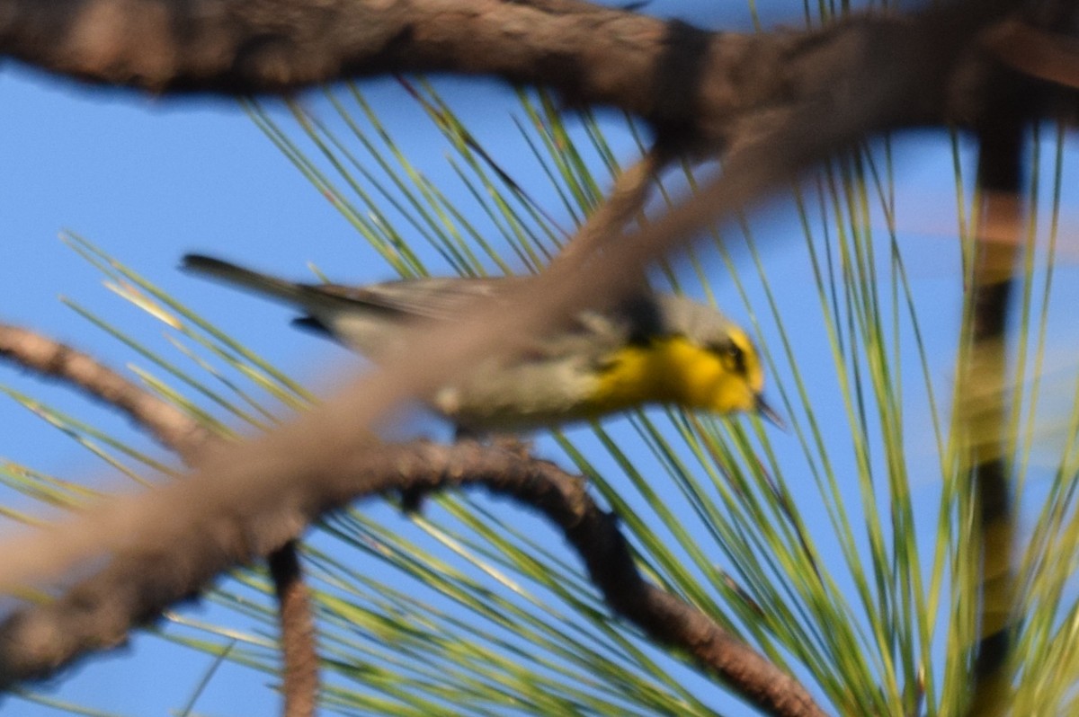 Grace's Warbler - ML631633246
