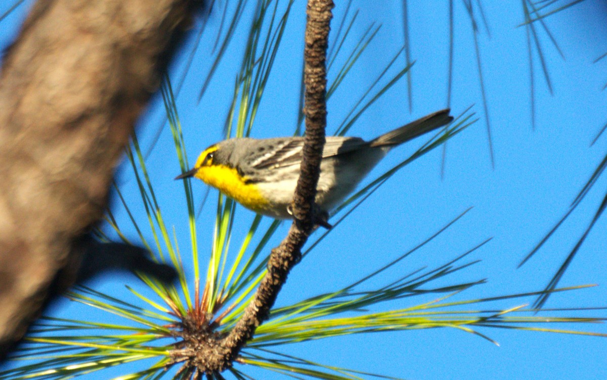 Grace's Warbler - ML631633247