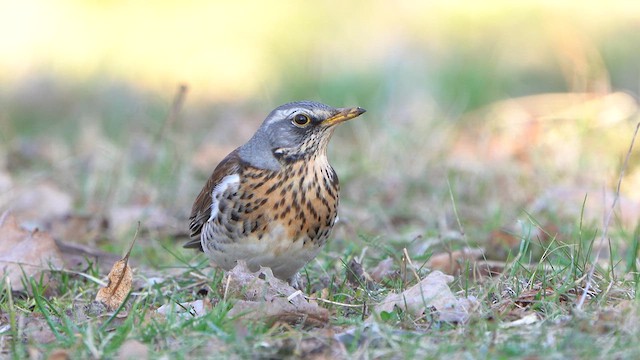 Fieldfare - ML631633762
