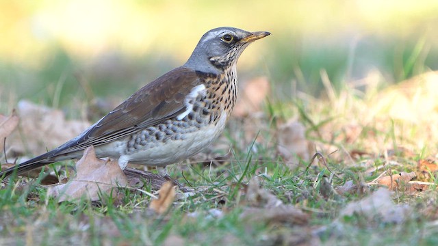 Fieldfare - ML631633787