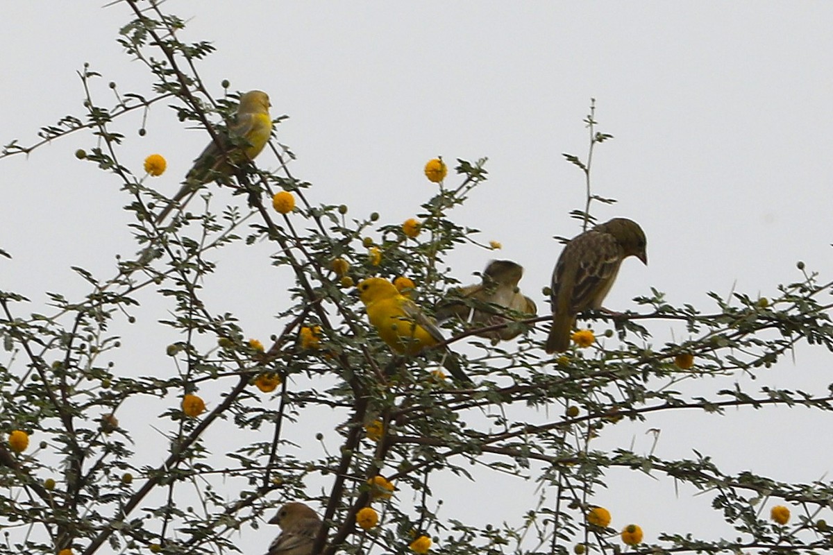 Arabian Golden Sparrow - ML631633855