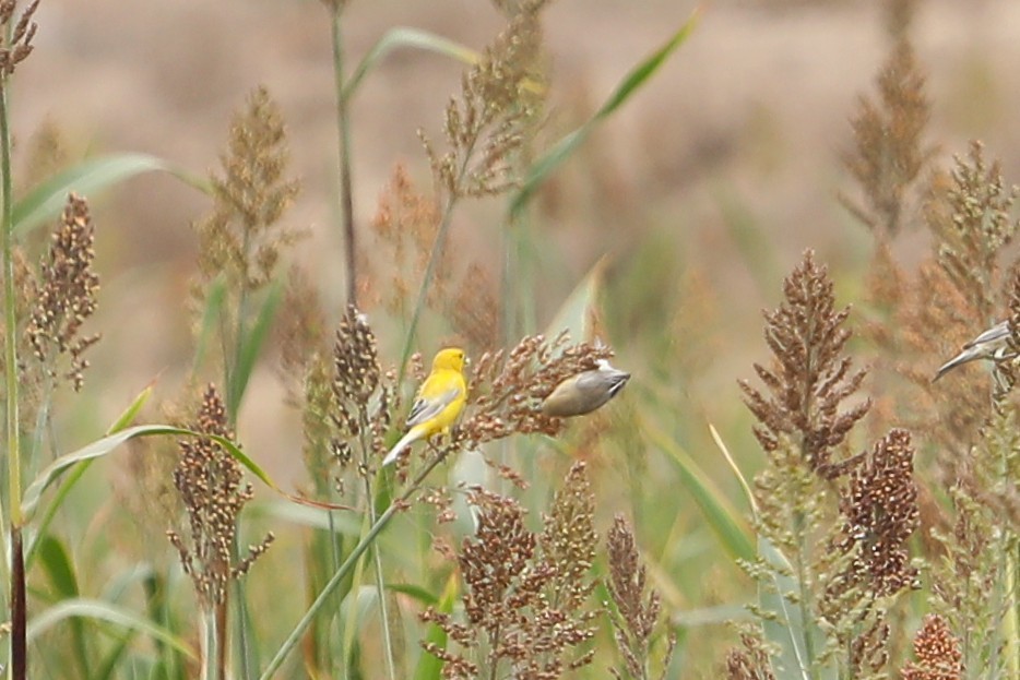 Arabian Golden Sparrow - ML631633867