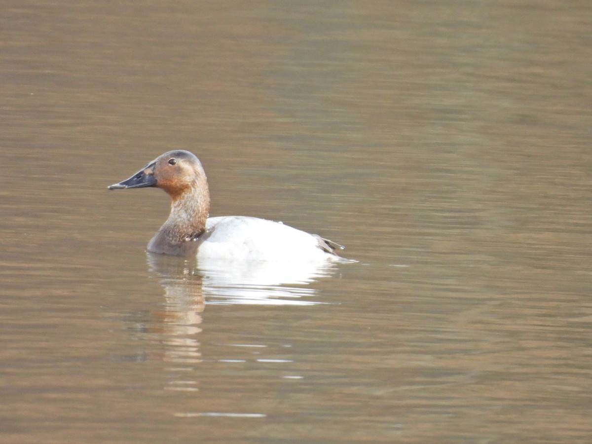 Canvasback - ML631633954