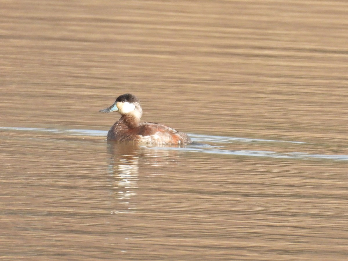 Ruddy Duck - ML631633963