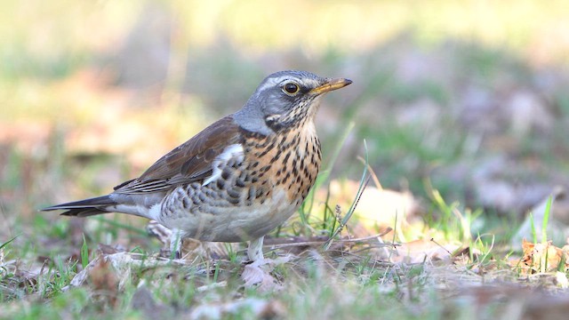 Fieldfare - ML631634068