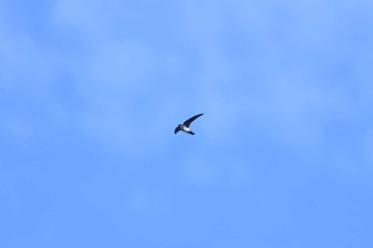 Glossy Swiftlet - ML631634101
