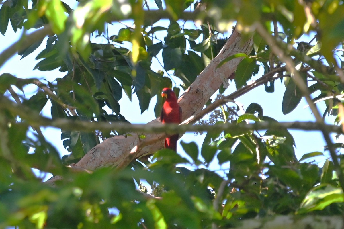 Cardinal Lory - ML631634120