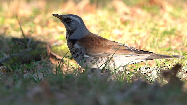 Fieldfare - ML631634140
