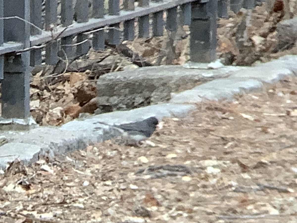 Dark-eyed Junco - ML631634142