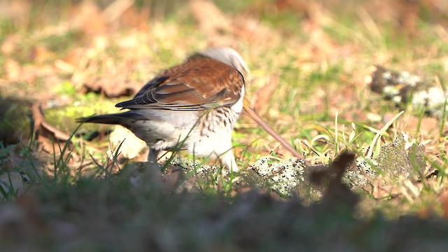 Fieldfare - ML631634146
