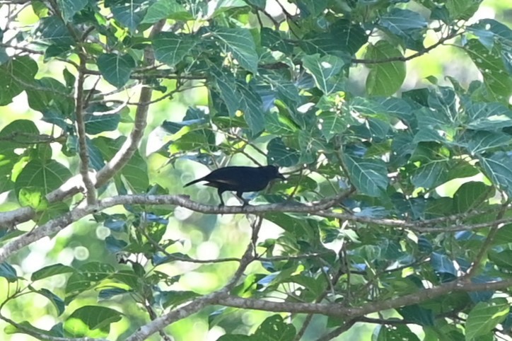 Brown-winged Starling - ML631634153