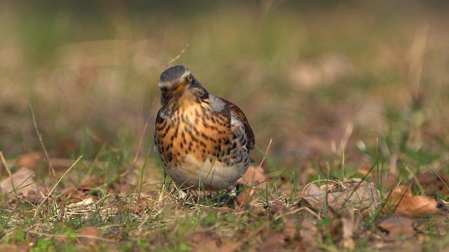 Fieldfare - ML631634480