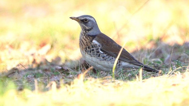 Fieldfare - ML631634798