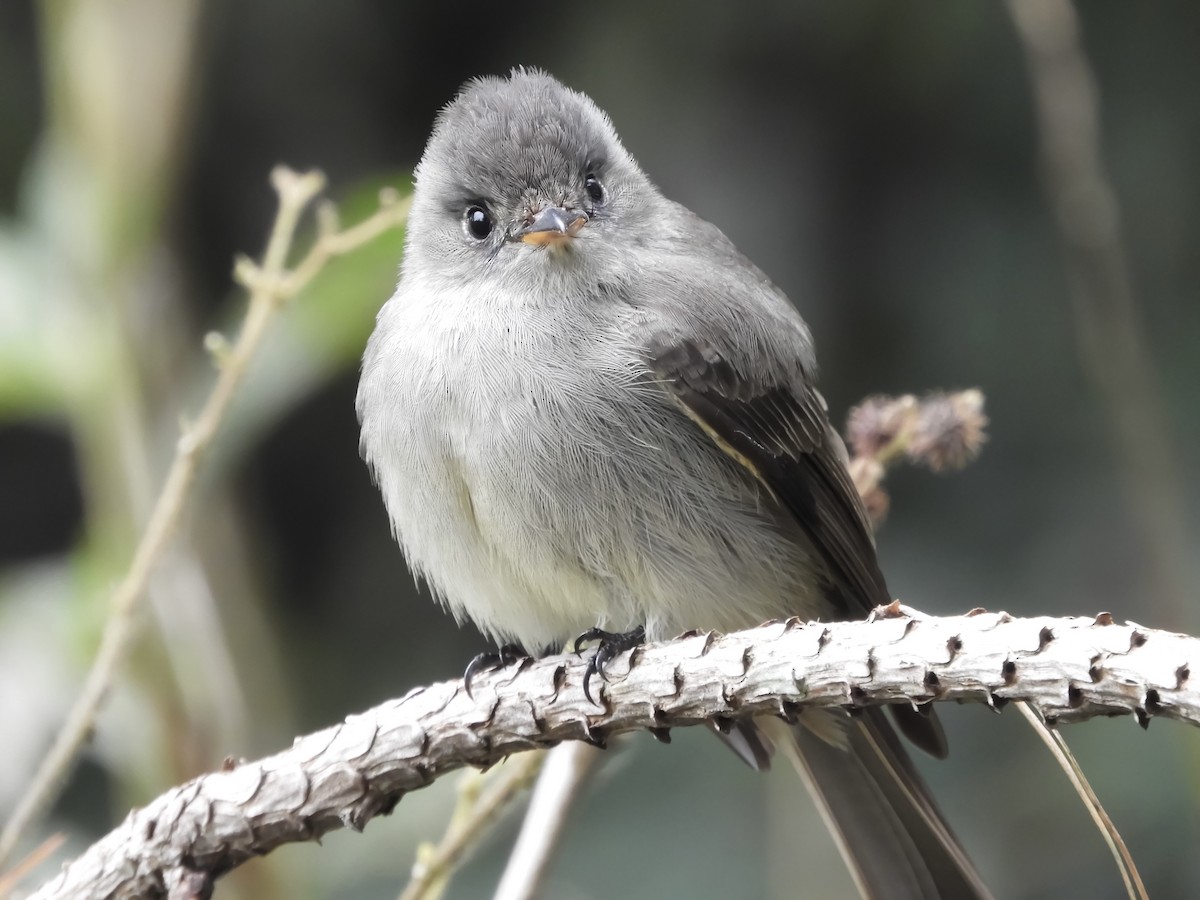 Southern Tropical Pewee - ML631634830