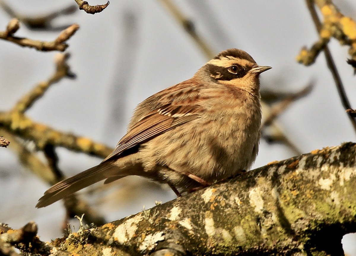 Siberian Accentor - ML631634996