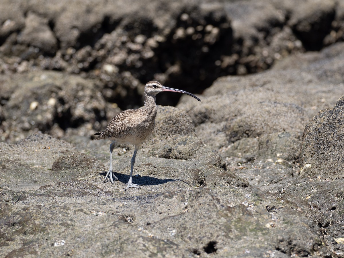 Hudsonian Whimbrel - ML631635051