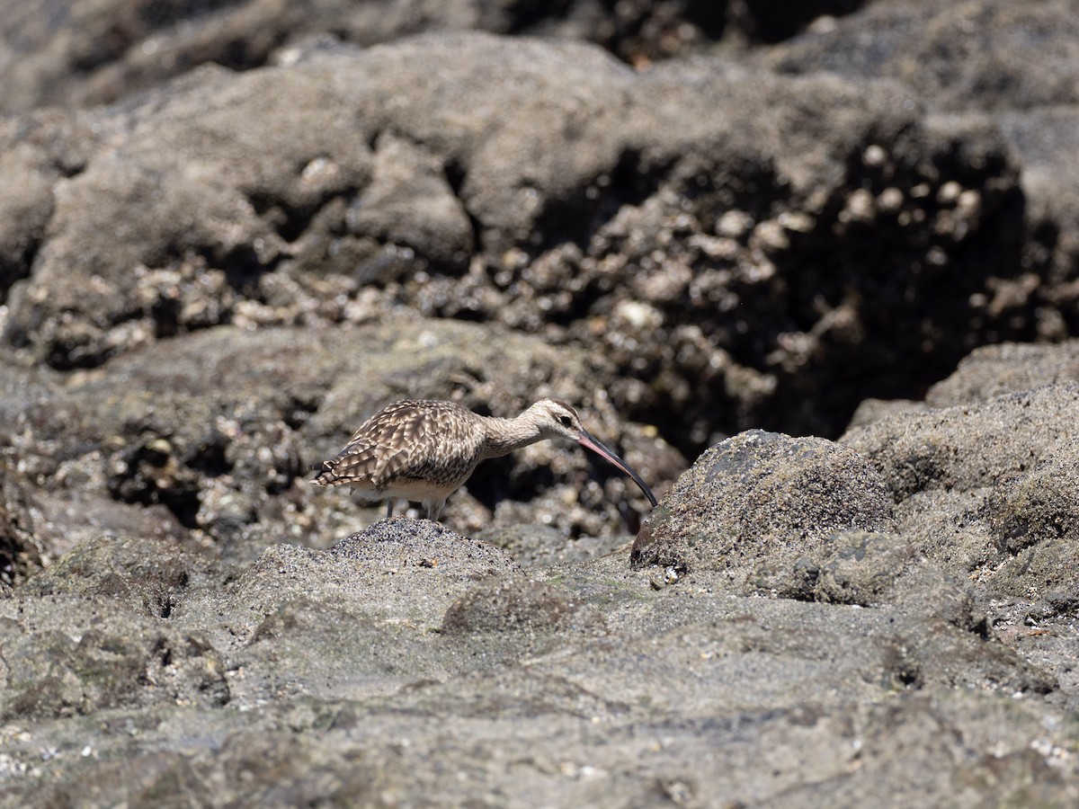 Hudsonian Whimbrel - ML631635052