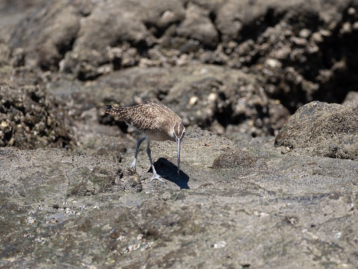 Hudsonian Whimbrel - ML631635053