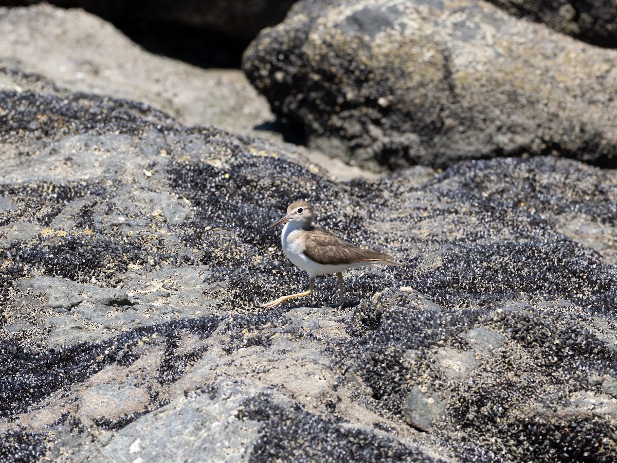 Spotted Sandpiper - ML631635110