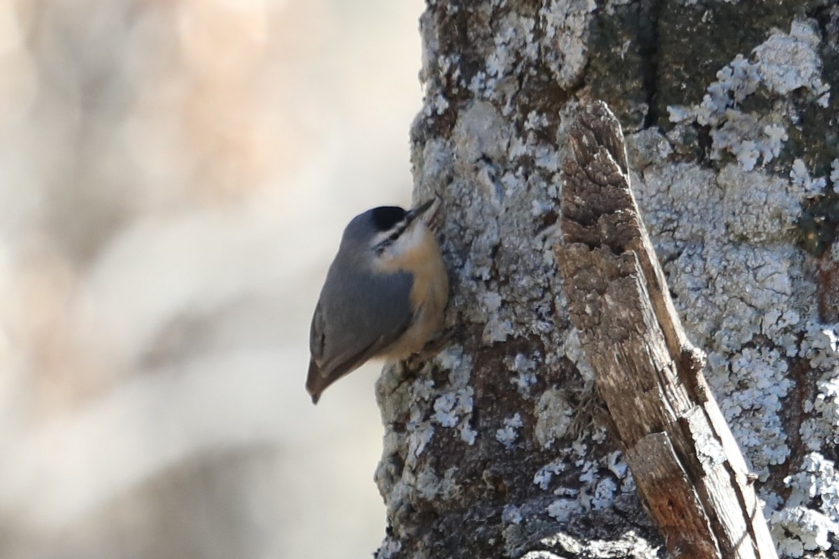 Algerian Nuthatch - ML631635114