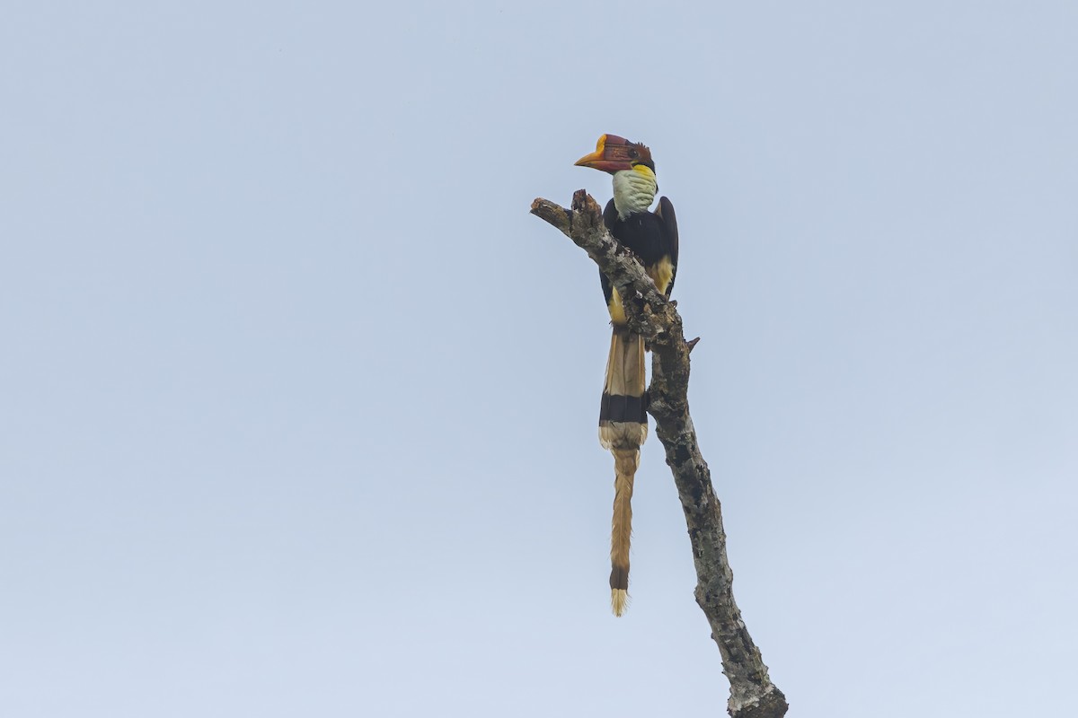 Helmeted Hornbill - ML631635211