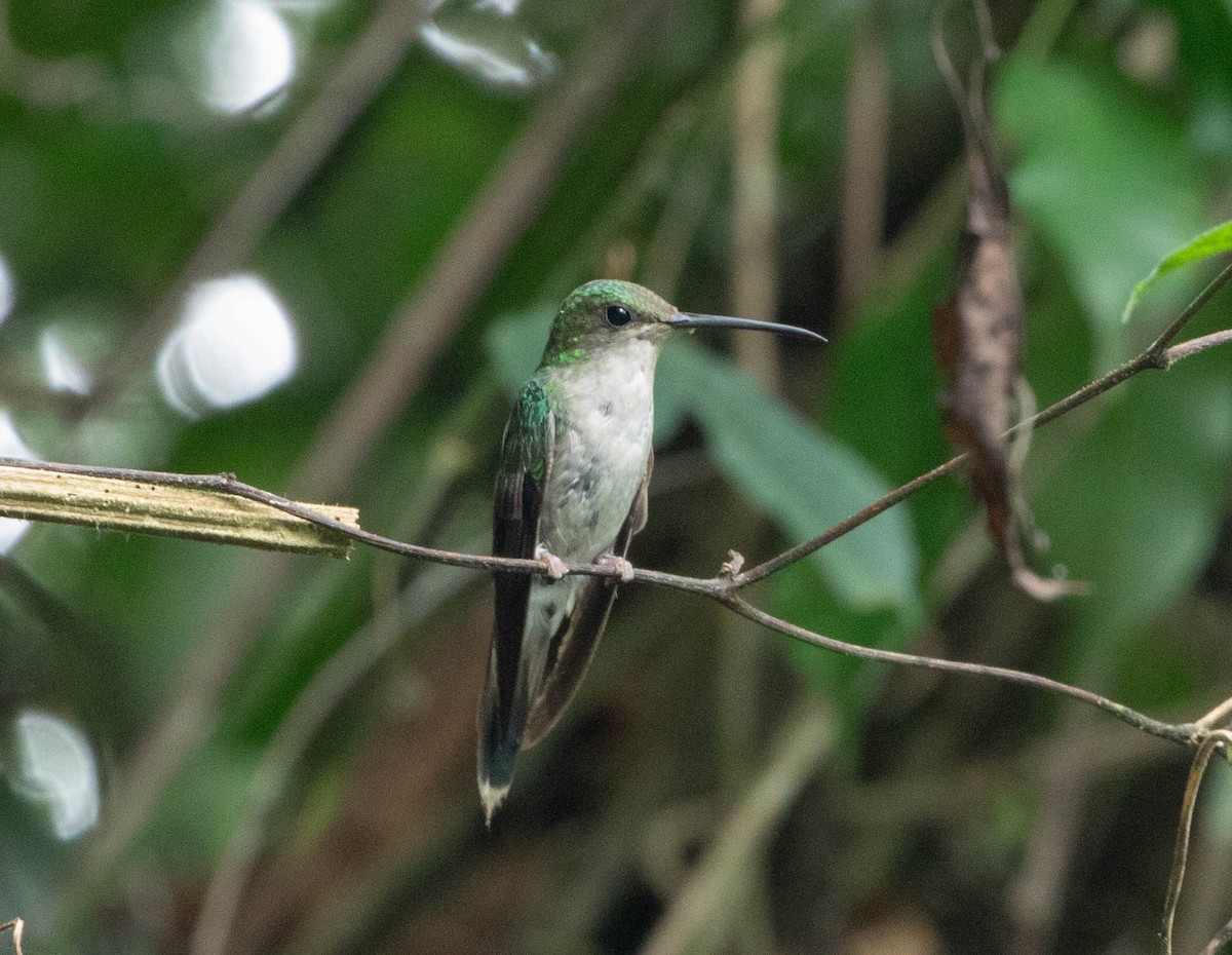 Long-tailed Woodnymph - ML631635252