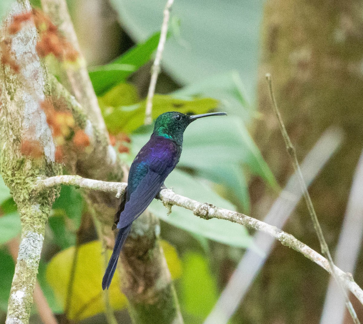 Long-tailed Woodnymph - ML631635311