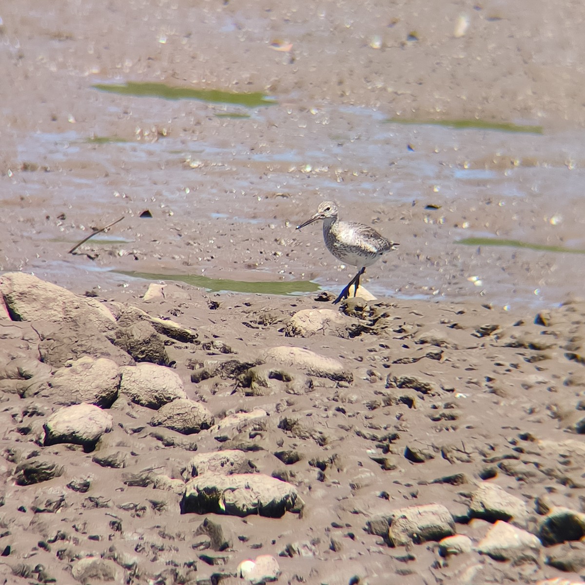 Willet - ML631635379