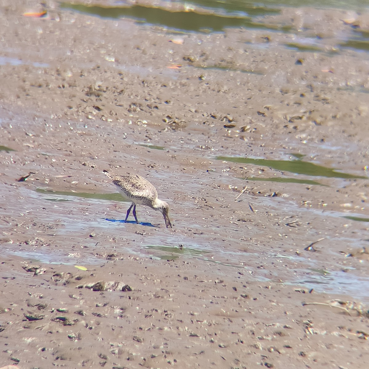 Willet - ML631635380