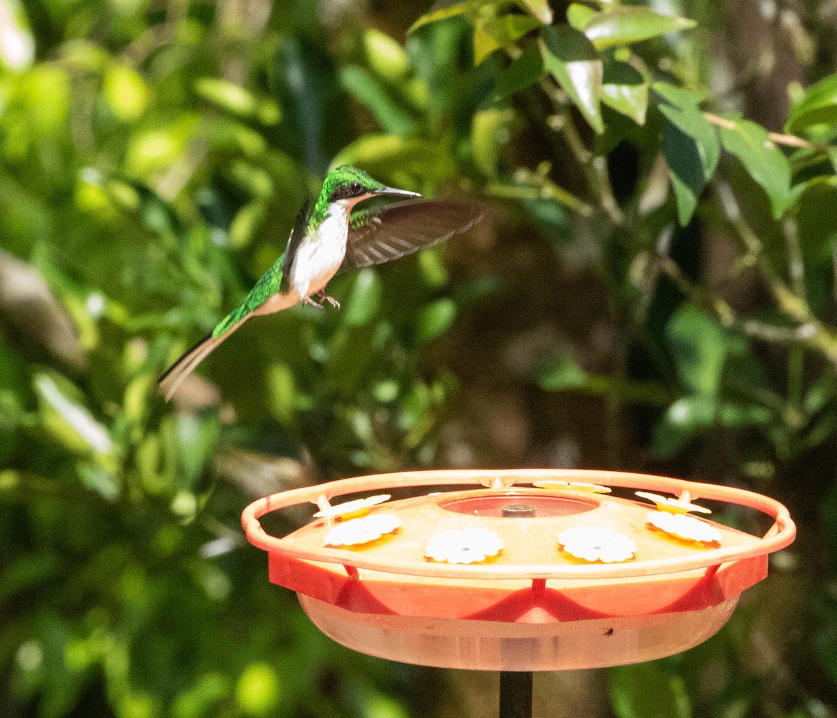 Black-eared Fairy - ML631635461
