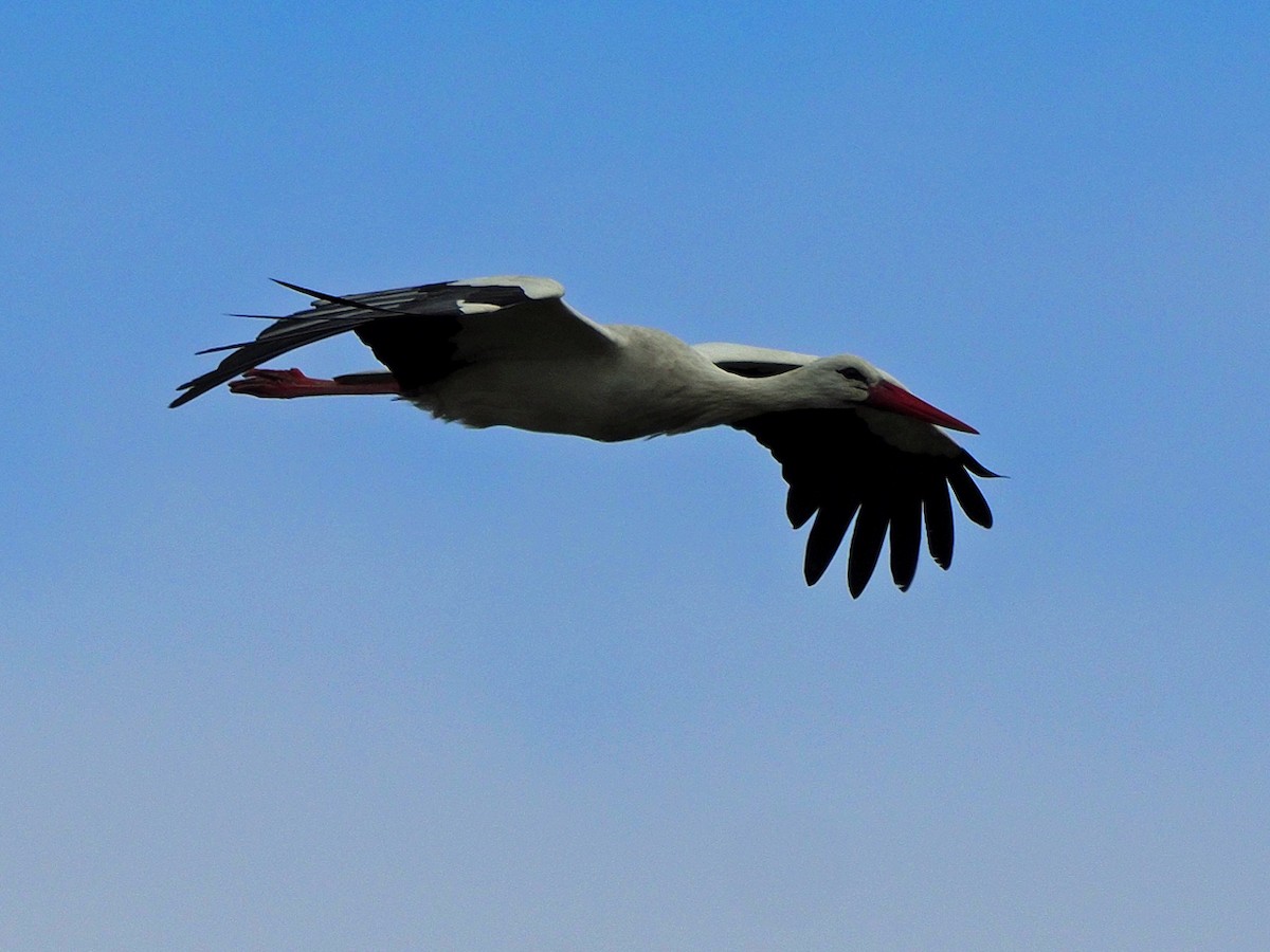 stork - ML631635476