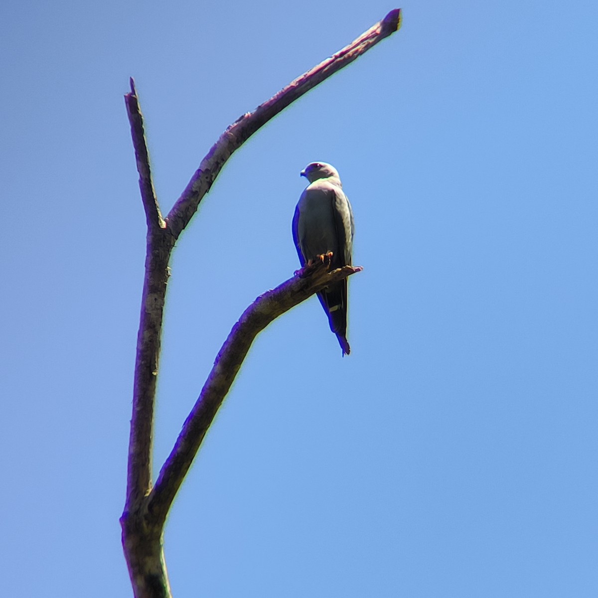 Plumbeous Kite - ML631635492
