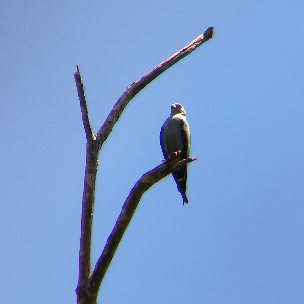 Plumbeous Kite - ML631635493