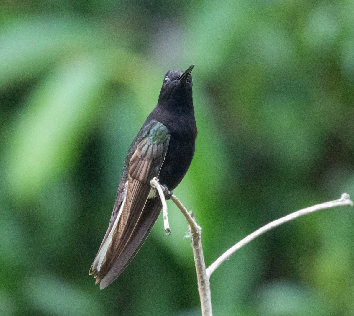 Black Jacobin - ML631635550