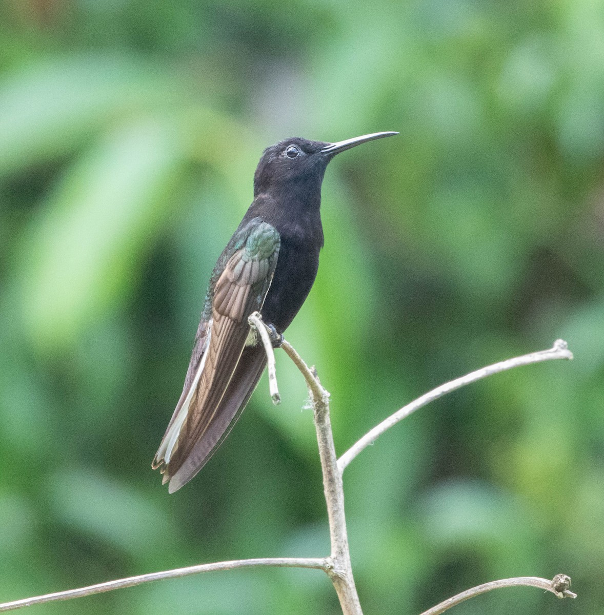 Black Jacobin - ML631635552