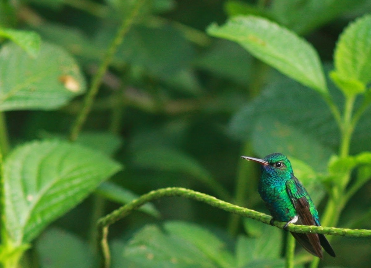 Blue-chinned Sapphire - ML631635563