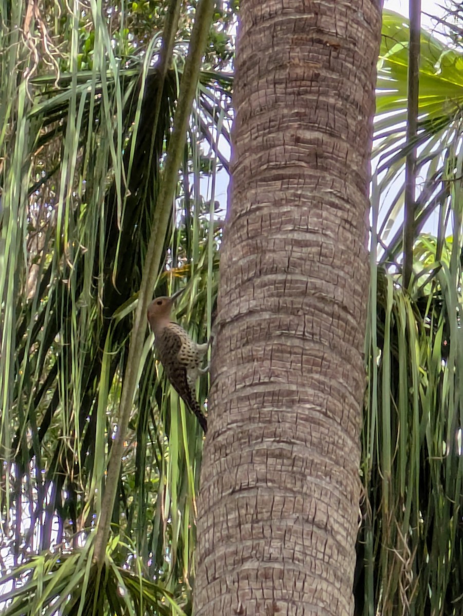 Northern Flicker - ML631635573